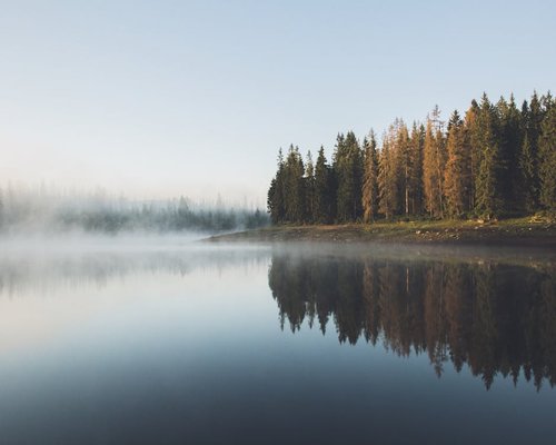 Serene morning mist over a tranquil forest landscape